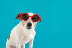 Terrier Sonnenbrille