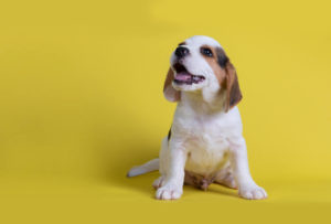 Puppy