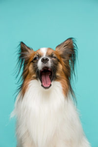 Hund Augenzwinkern
