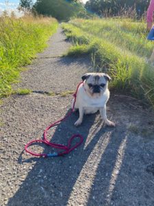 Polly mit Retrieverleine